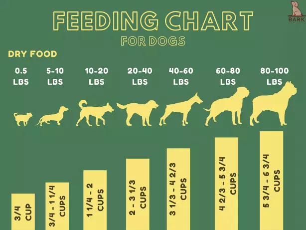 How Much Food to Feed My Dog