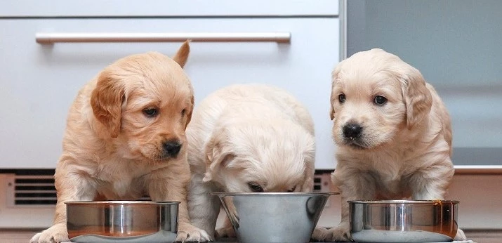 5 Best NutriSource Dog Food 