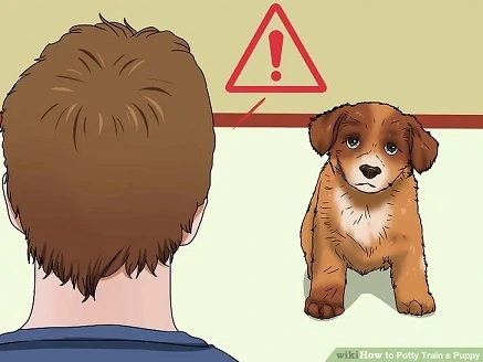 How to prepare for the puppy's arrival