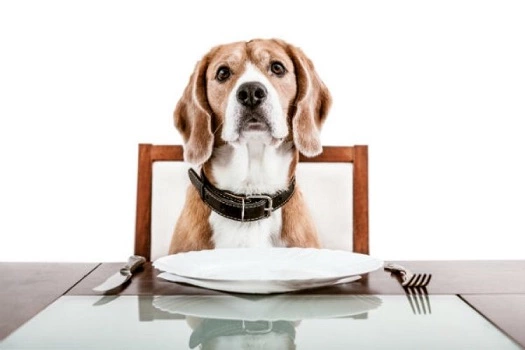 7 Foods That Are Bad For Dogs