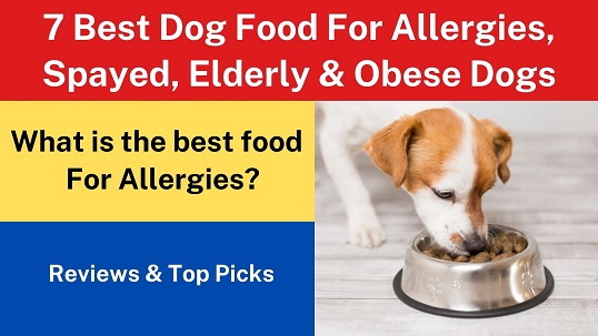 7 Best Dog Food For Allergies, Spayed, Elderly & Obese Dogs