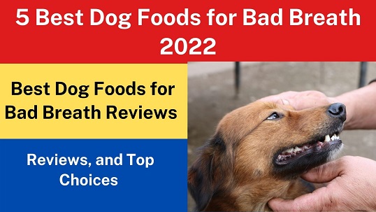 5 Best Dog Foods for Bad Breath 2022: Ratings, Reviews, and Top Choices