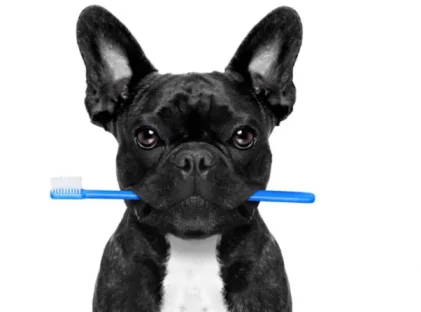 How Often Should You Brush your dog's teeth