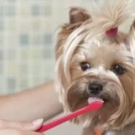 How Often Should You Brush your dog's teeth