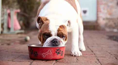 5 Best Dog Foods for Bad Breath