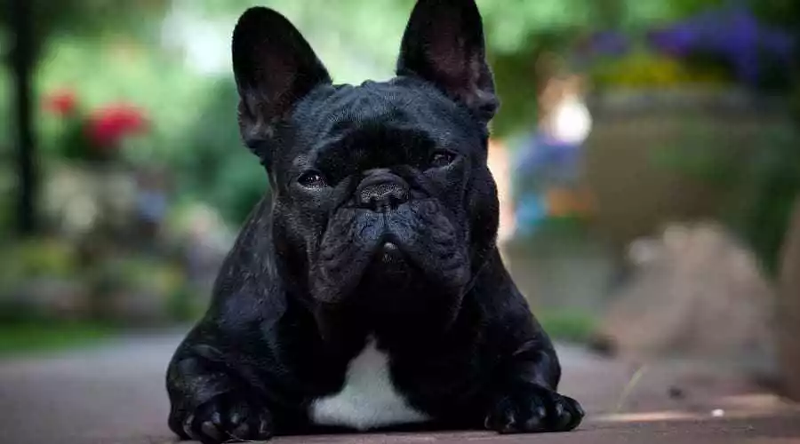 Best Dog Foods for French Bulldogs