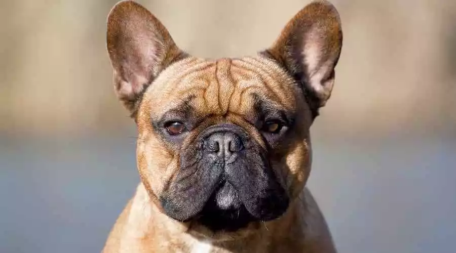 Best Dog Foods for French Bulldogs