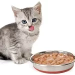 Can I feed my cat dog food,