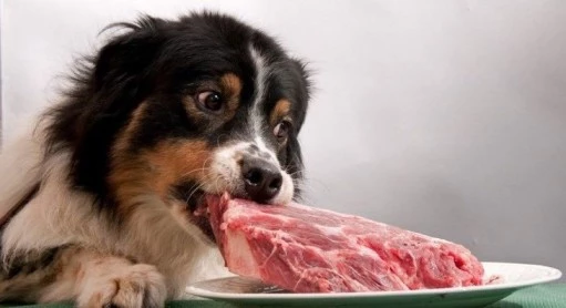 Can Dog Eat raw meat