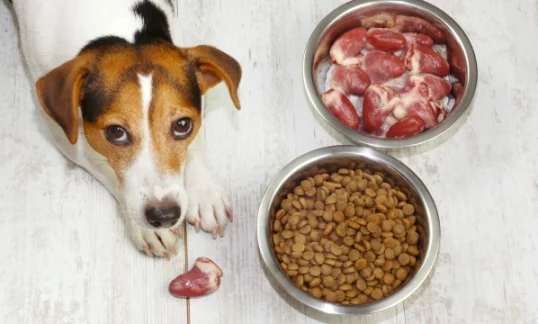 High Protein Dog Foods