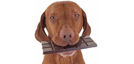 Can Dogs Eat chocolate