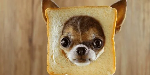 Can a dog eat bread