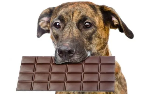 Can Dogs Eat chocolate & Is it dangerous for your dog ?