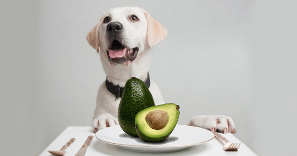 Can Dogs Eat Avocado