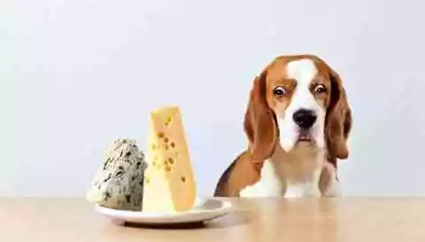 Can dog eat cottage cheese? Is cottage cheese Good for dogs
