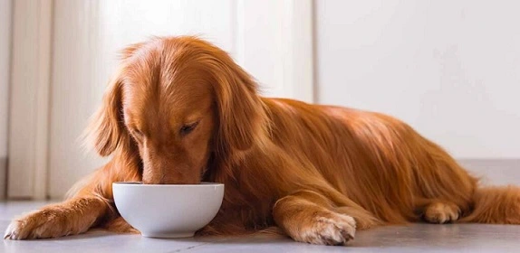 Best Dog Food For Yeast Infections