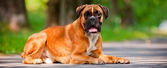 Paragraph: Change block type or style Change text alignment Displays more block tools ▲ 🤗 9 Best Dog Food For Boxers In 2022