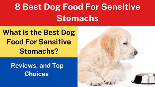 8 Best Dog Food For Sensitive Stomachs