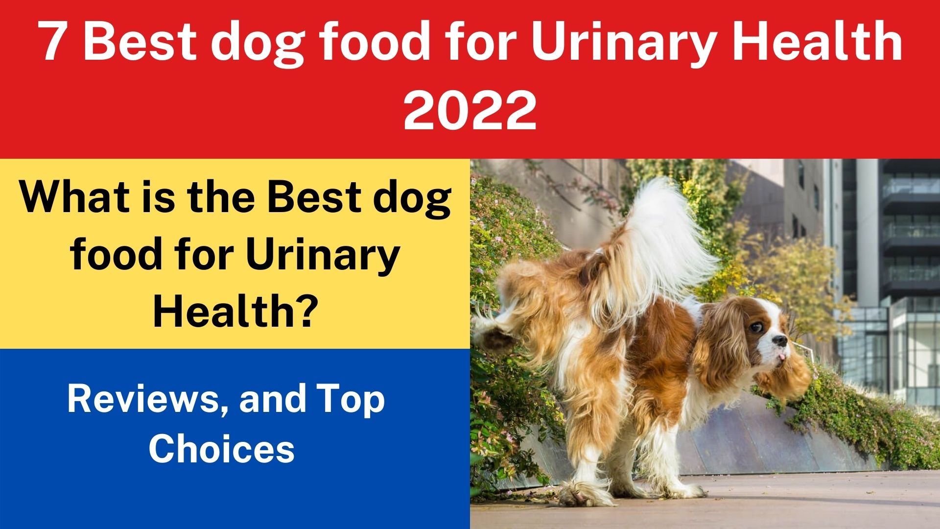 7 Best dog food for Urinary Health
