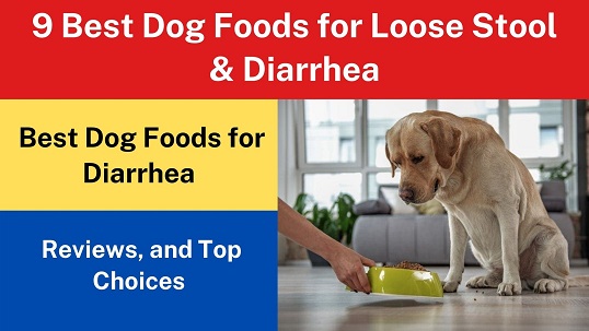 9 Best Dog Foods for Loose Stool & Diarrhea