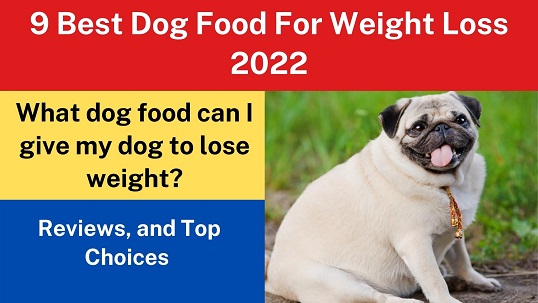 9 Best Dog Food For Weight Loss