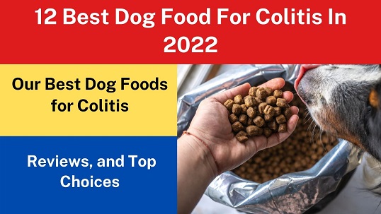 12 Best Dog Food For Colitis In 2022