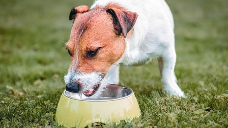 Best dog food for Urinary Health
