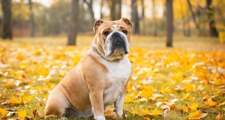 10 Best Dog Food For Bulldogs In 2022, Review, Buying & Feeding guide
