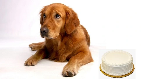 Can Dogs Eat Cheesecake? Here's what you need to know!