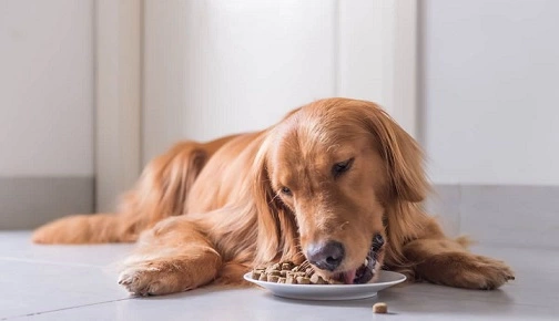 Best Dog Food For Golden Retrievers