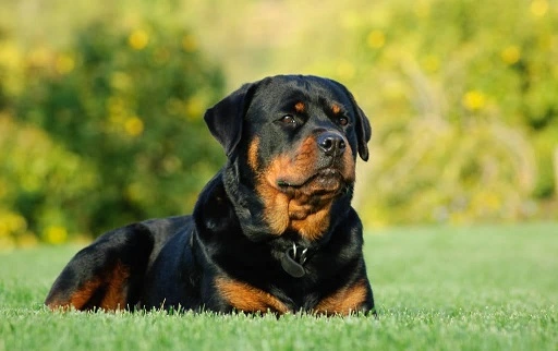 9 Best Dog Food For Rottweilers In 2022