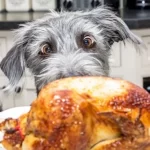 Can Dogs Eat Turkey? Is it bad for dogs?