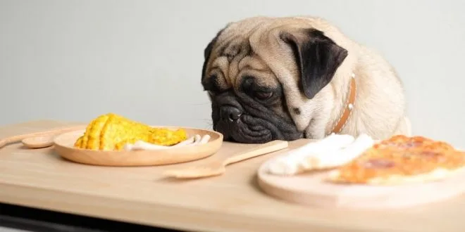 7 Best Dog Food For Pugs In 2022