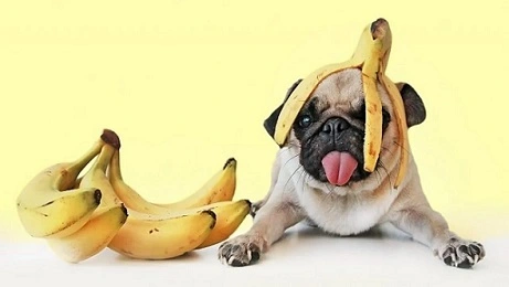 Can Dogs Eat Banana? Benefits and Risks