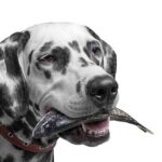 Can Dogs Eat Fish? Benefits and Risks