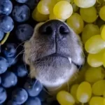 Can Dog Eat Grapes? Are Grapes Bad for dogs 2022 Guide