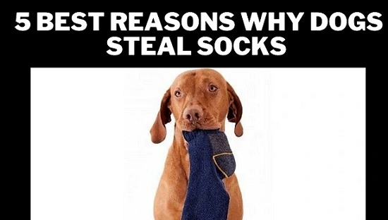  5 Best Reasons Why Dogs Steal socks