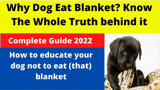 Why Dog Eat Blanket? Know The Whole Truth behind it