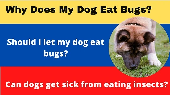 Can Dogs Eat Bugs? Insects Your Dog Can and Cannot Eat