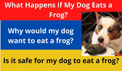 What Happens if My Dog Eats a Frog?