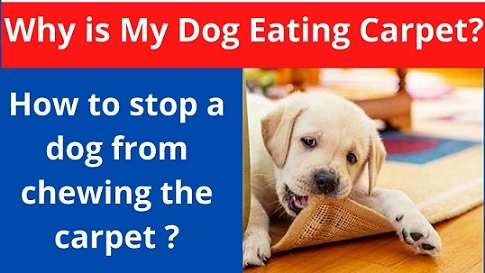 5 Best Reasons, Why is My Dog Eating Carpet?