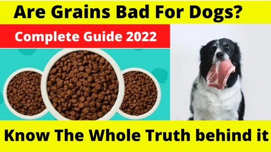 Are Grains Bad For Dogs? –Know The Whole Truth behind it