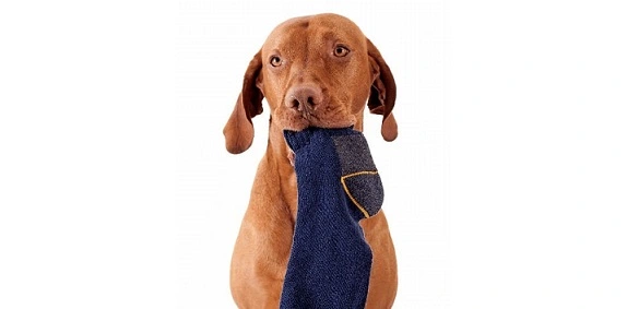 5 Best Reasons Why Dogs Steal socks