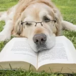 14 Best Dog Breeds For Medical Students (With Pictures)