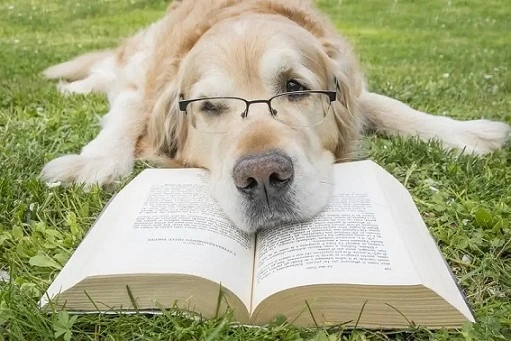 14 Best Dog Breeds For Medical Students (With Pictures)