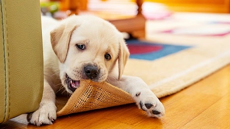 5 Best Reasons, Why is My Dog Eating Carpet?