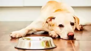 Barf Diet For Dogs: Here Is The Complete Guide 2022