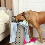 8 reasons why dogs steal and chew laundry in the family