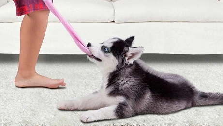  5 Best Reasons Why Dogs Steal socks