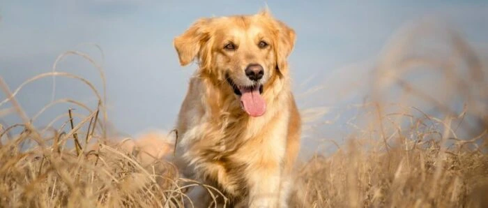 7 Best Dog Food for Golden Retrievers with Skin Allergies 2022